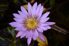 35G South Conservatory English Garden Fountain Water Lily In Central Park East 104 St.jpg
